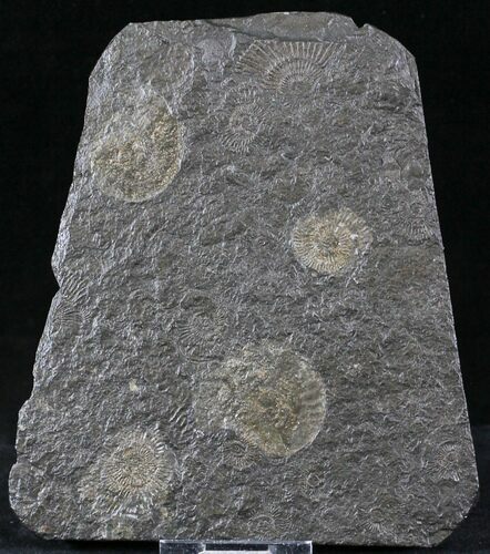 Dactylioceras Ammonite Cluster - Posidonia Shale #23197